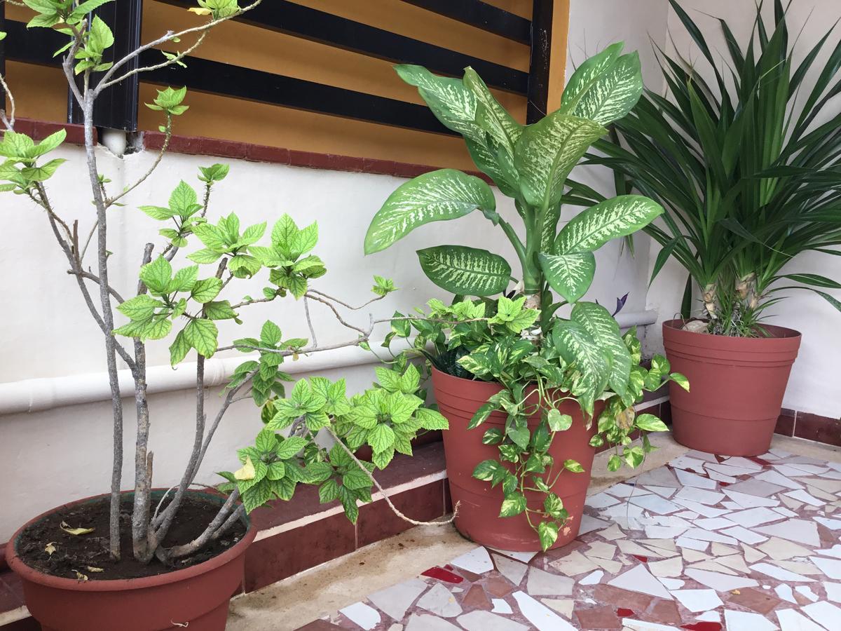 Hotel Pension San Juan Playa del Carmen Dış mekan fotoğraf